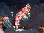 Synchiropus stellatus/marmoratus - Stern-Mandarinfisch/Leierfisch