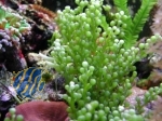 Caulerpa racemosa